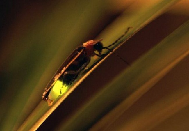 mekong-delta-fireflies-tour