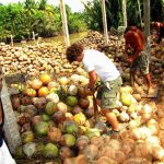 Ben Tre kingdom of coconut trees