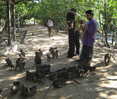 Can Gio Mangrove Forest and Monkey Island full day tour