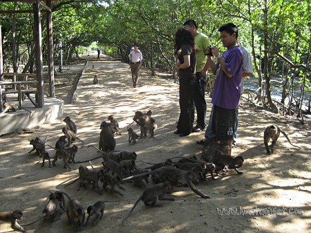 Can Gio Mangrove Forest and Monkey Island full day tour