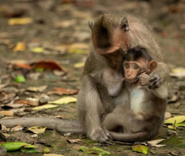 Can Gio Mangrove Forest and Monkey Island full day tour