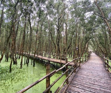 Tra Su Cajuput Forest