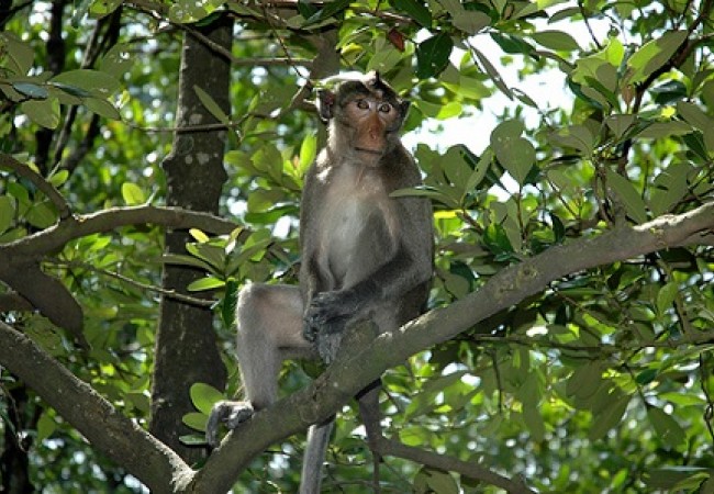 monkey_island