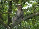 monkey_island
