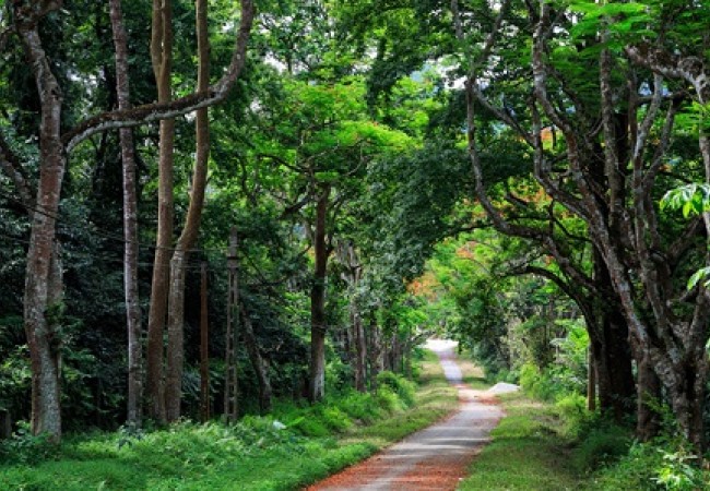Cuc-Phuong-National-Park-forest