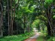 Cuc-Phuong-National-Park-forest