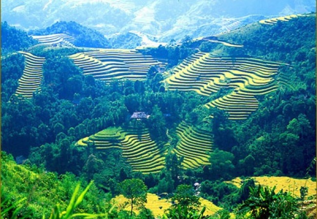 MAI-CHAU-RUONG-BAC-THANG