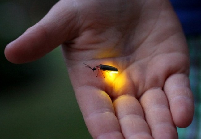 firefly-mekong-tour
