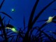 fireflyes