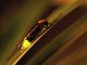 mekong-delta-fireflies-tour
