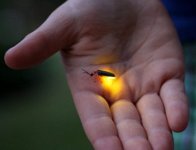 Mekong Delta Fireflies tour