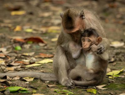 Can Gio Mangrove Forest and Monkey Island full day tour